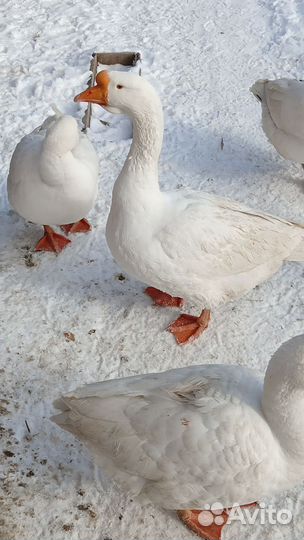 Инкубационные яйца индоуток и других домашних птиц