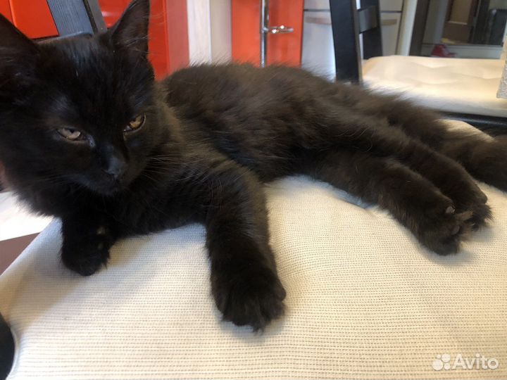 Котенок в добрые руки