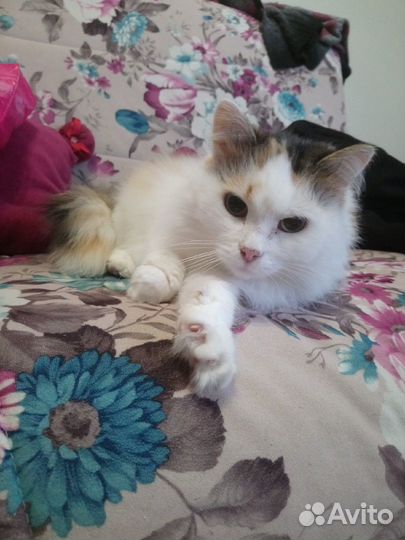 Отдам кошечку