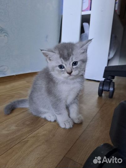 Британские котята