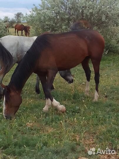 Лошадь рысак