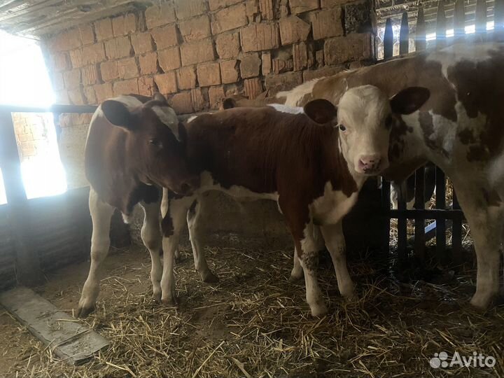 Телята,бычки телки