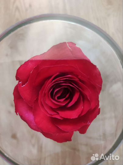 Живая роза в колбе