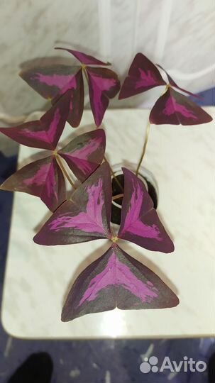 Oxalis (кислица)