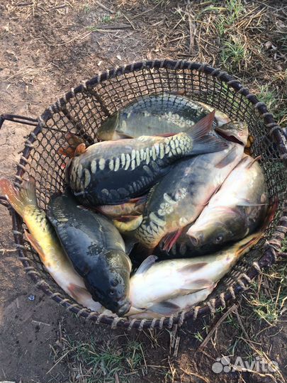 Живая рыба карп 3,5кг оптом