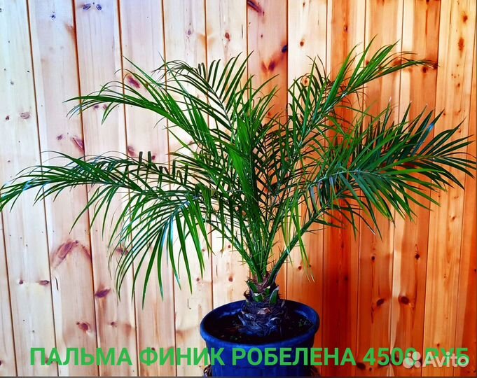 Фикус, Пальма, Банан, Папоротник