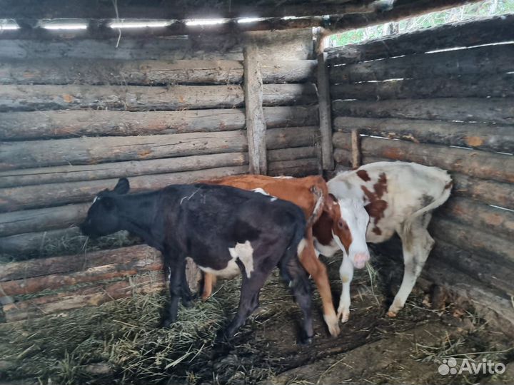 Телки, быки