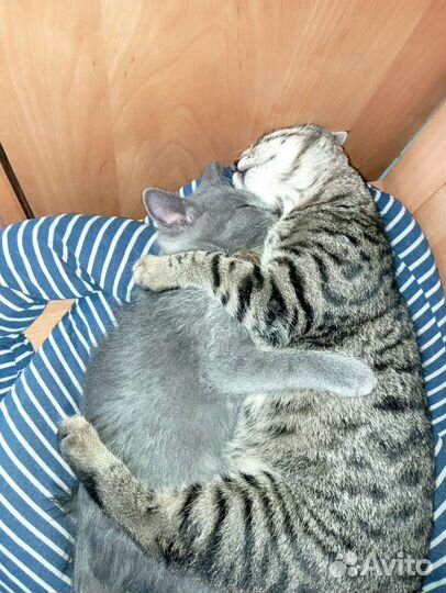 Котята в добрые руки бесплатно