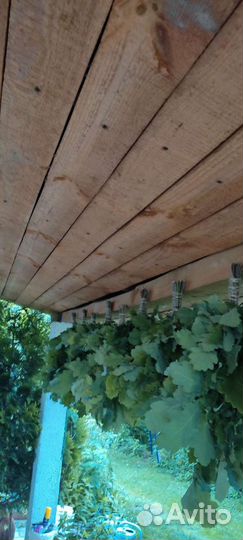 Дубовые веники для бани