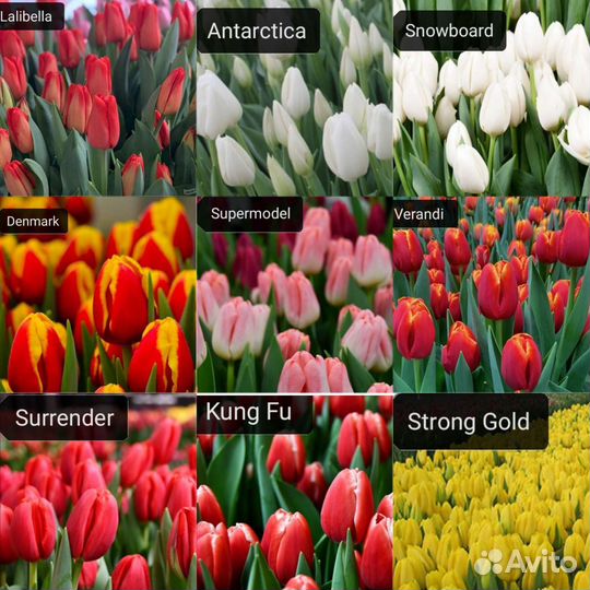 Луковицы тюльпанов