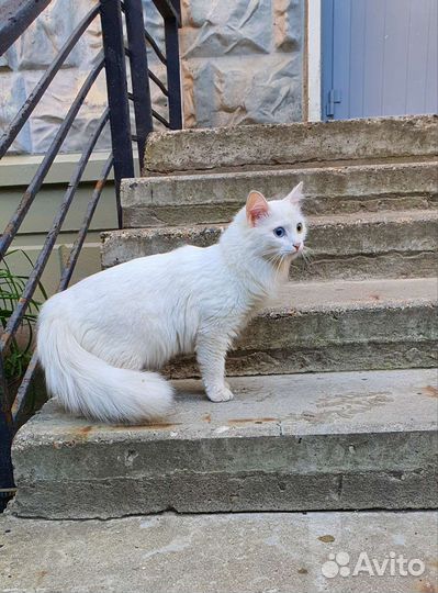 Найдена кошка