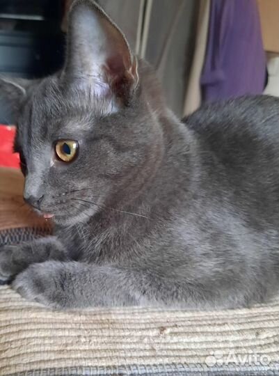 Русская голубая кот на вязку