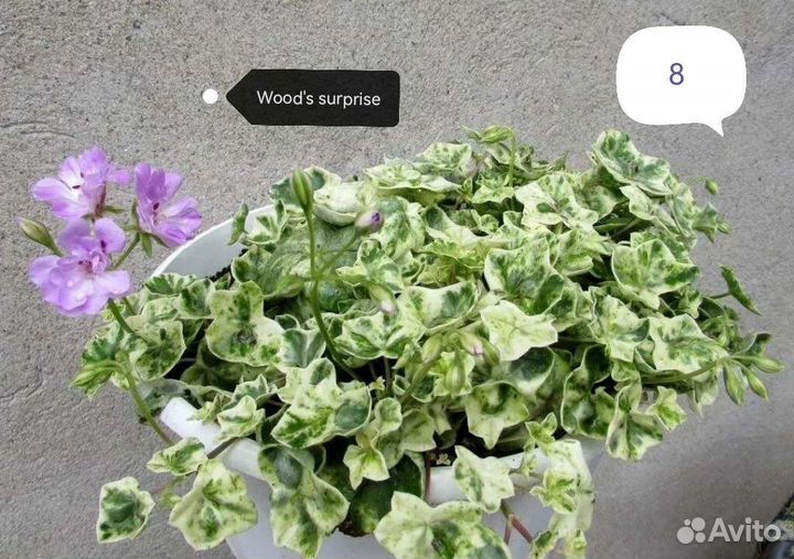 Ампельная пеларгония (герань)