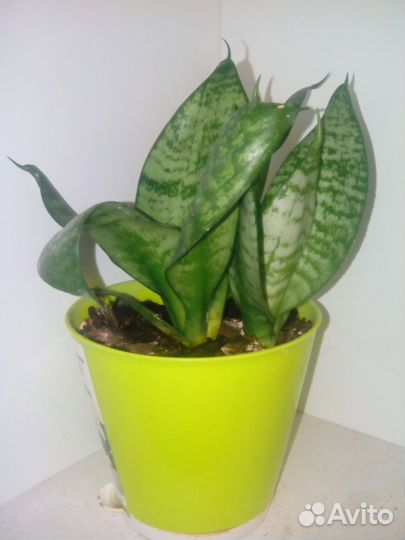 Сансевьера продам-обмен