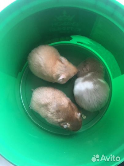 Сирийские хомячки малыши