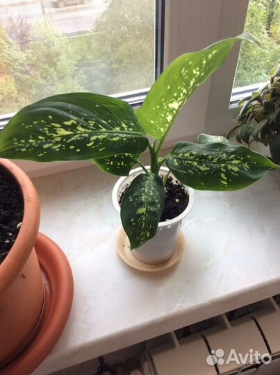 Диффенбахия