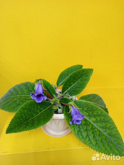 Глоксиния цветущая