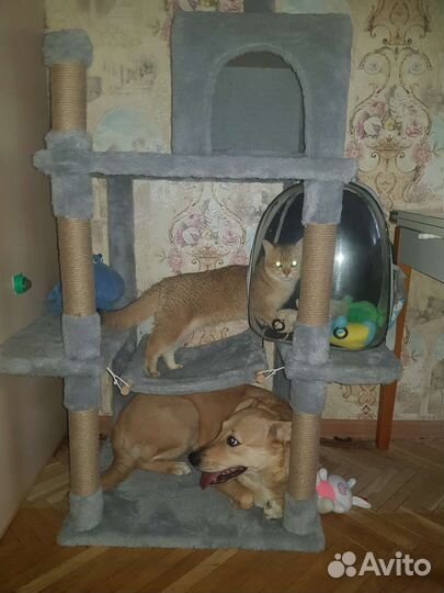 Вязка, британец, золотая шиншила