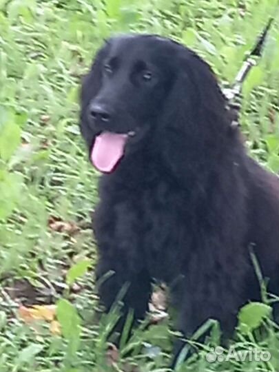 Русский спаниел ищет невесту