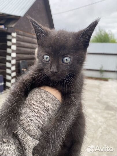 Котята мейн-кун