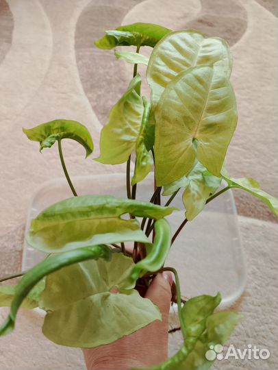 Сингониум 6