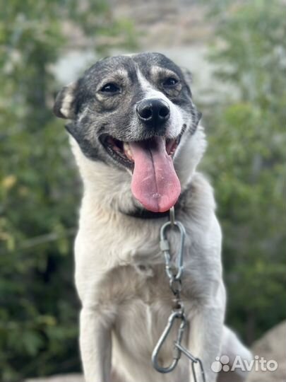 Собака в добрые руки