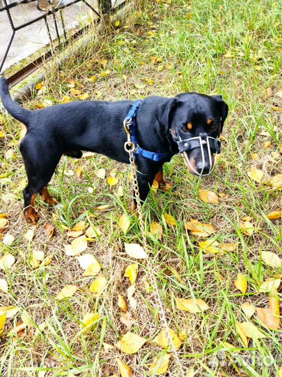 Вязка Ягдтерьер