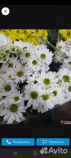 Корни хризантемы