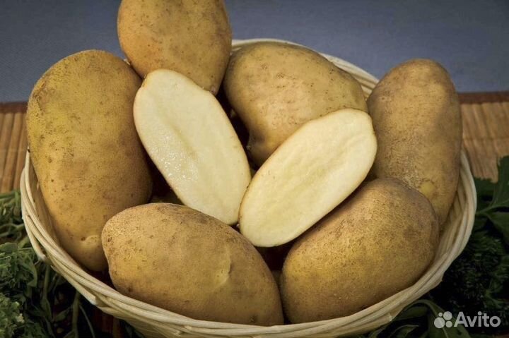 Северный картофель на еду и рассаду