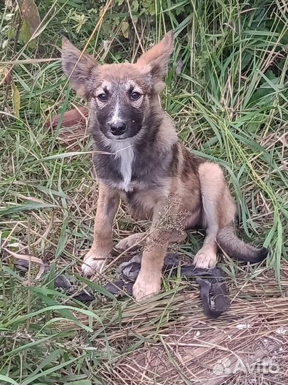 Щенки в добрые руки. Доставка. Примерный возраст 5