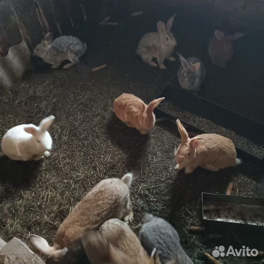 Кролик