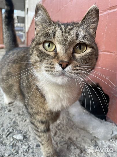 Кошка ищет дом