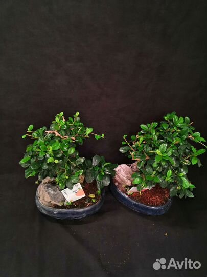 Дерево бонсай кармона 20/30