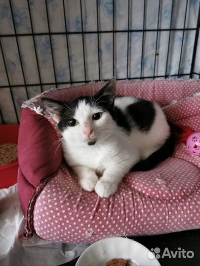 Котята ищут дом