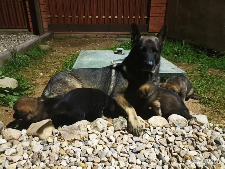 Немецкая овчарка