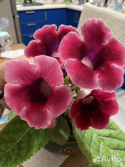 Глоксинии и тидеи