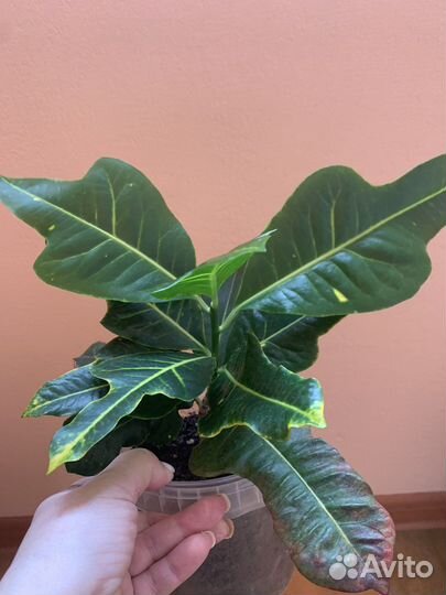 Кротон Эксилент