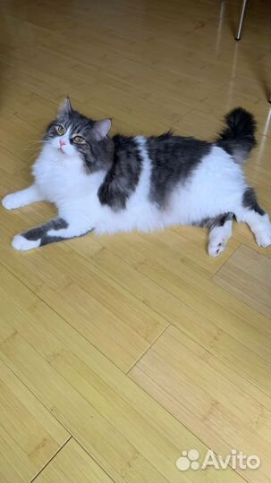 Курильский бобтейл