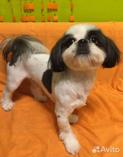 Вязка Шитцу