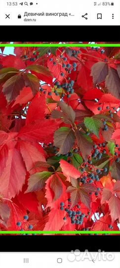 Виноград девичий декоративный саженцы