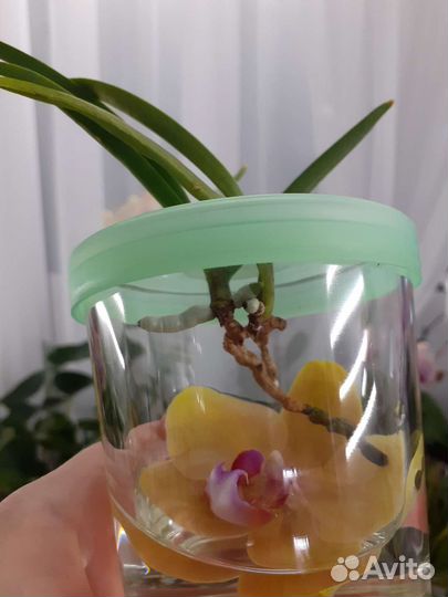 Орхидея ванда