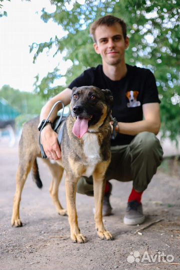 Собаки в дар бесплатно