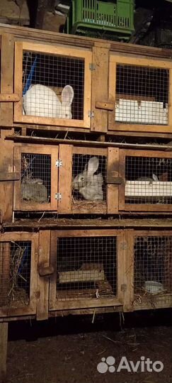 Кролики мясной породы молодые и взрослые