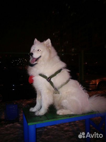 Кобель для вязки