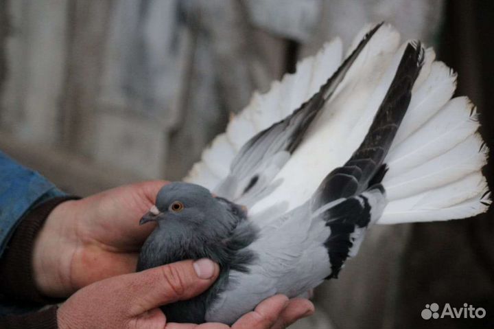 Николаевские голуби