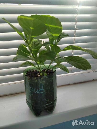 Гортензия крупнолистная