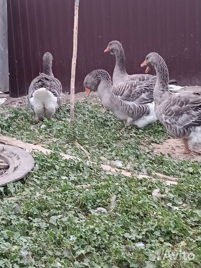 Тулузские гуси