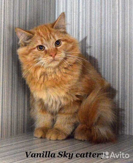 Сибирский котенок