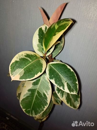 Фикус каучуконосный