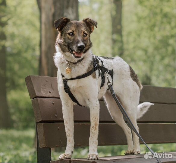 Собака в добрые руки бесплатно